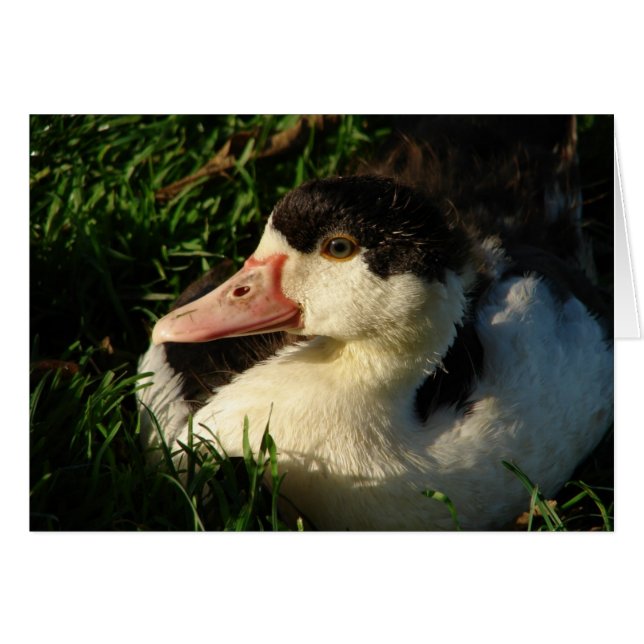 Duckling (Front Horizontal)