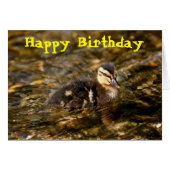 Duckling (Front Horizontal)