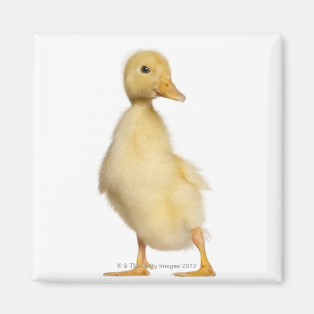Duckling (1 week old) magnet (Front)