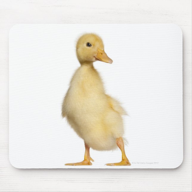 Duckling (1 week old) mouse pad (Front)