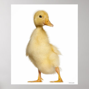 Duckling (1 week old) poster