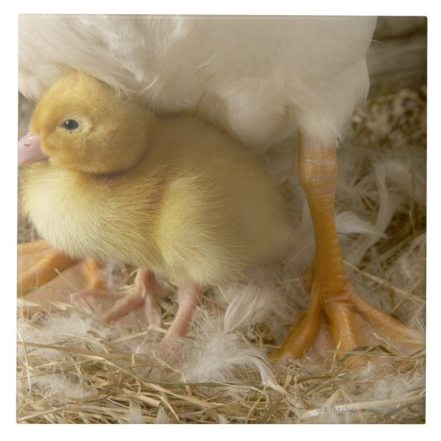 Duckling between mother's legs ceramic tile (Front)