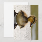 Duckling Card (Front/Back)