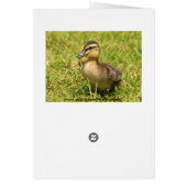 Duckling Cards (Back)