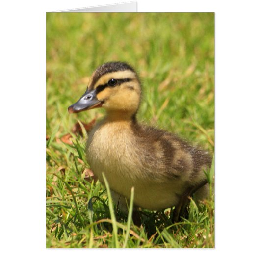 Duckling Cards (Front)