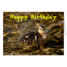 Duckling