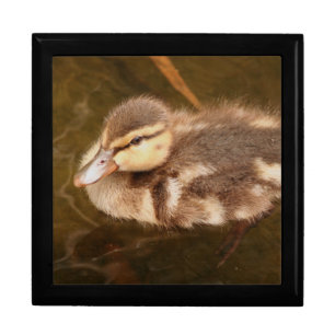 Duckling Gift Box