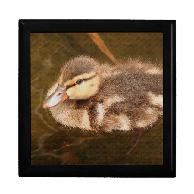 Duckling Gift Box (Front)