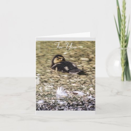 Duckling in River Photograph Greeting Card
