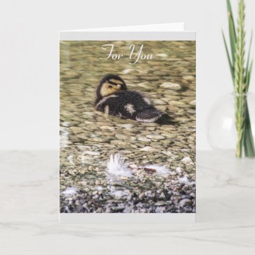 Duckling in River Photograph Greeting Card