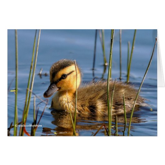 Duckling in the Reeds Cards (Front Horizontal)