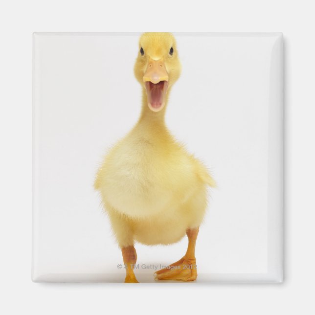 Duckling Magnet (Front)