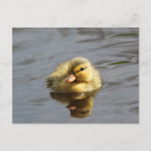 Duckling Postcard
