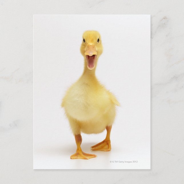 Duckling Postcard (Front)