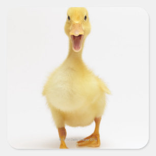 Duckling Square Sticker