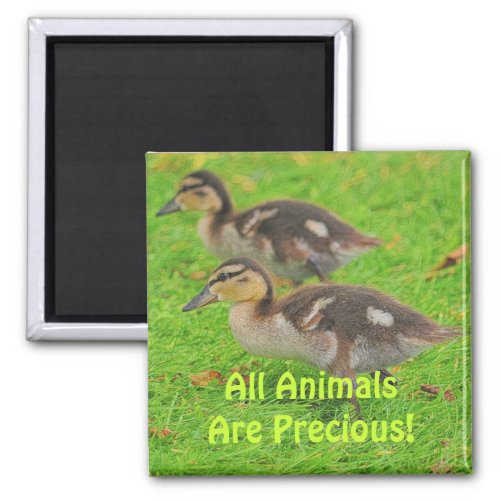 Ducklings Animal_lovers Wildlife Art Magnets