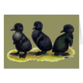 Ducklings Black Cayuga (Front Horizontal)
