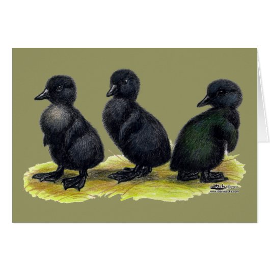 Ducklings Black Cayuga Cards (Front Horizontal)