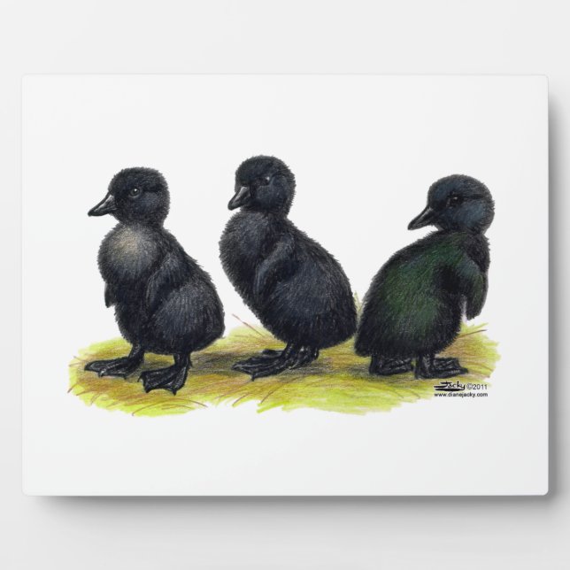 Ducklings Black Cayuga Plaque (Front)