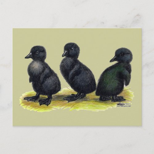 Ducklings Black Cayuga Postcard