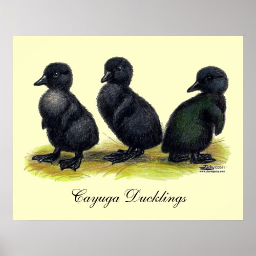 Ducklings Black Cayuga Poster