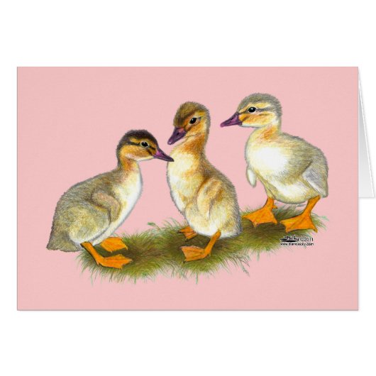 Ducklings: Buff Orpingtons Cards (Front Horizontal)