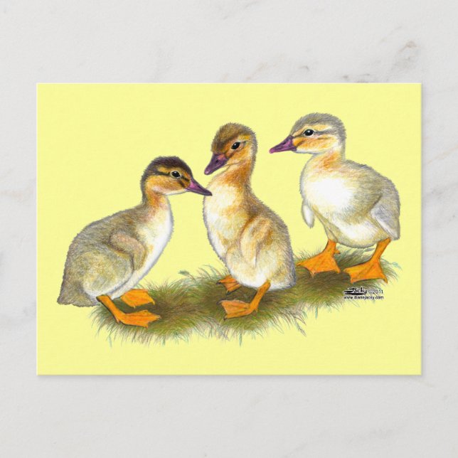 Ducklings:  Buff Orpingtons Postcard (Front)
