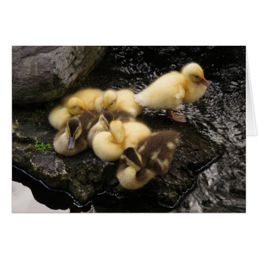 Ducklings Cards (Front Horizontal)