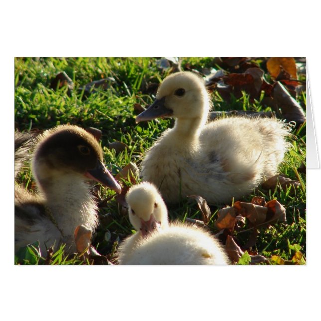 Ducklings Cards (Front Horizontal)