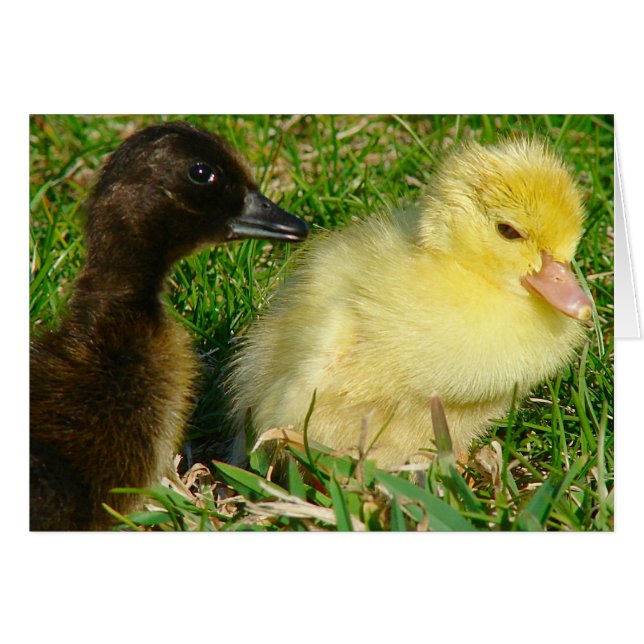Ducklings Cards (Front Horizontal)