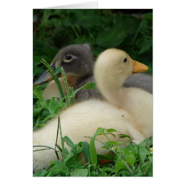 Ducklings Cards (Front)