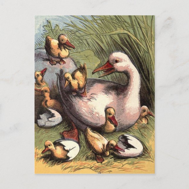 Ducklings Just Hatched Vintage Image Postcard (Front)