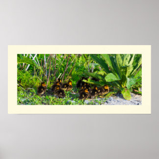 Ducklings Photo Poster
