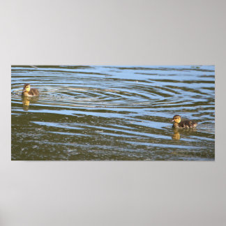 Ducklings Photo Poster