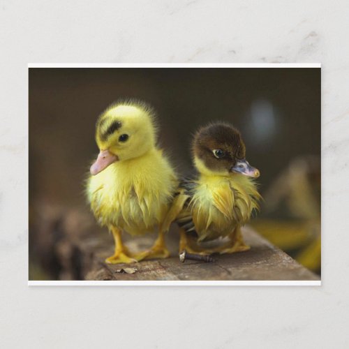 Ducklings Postcard