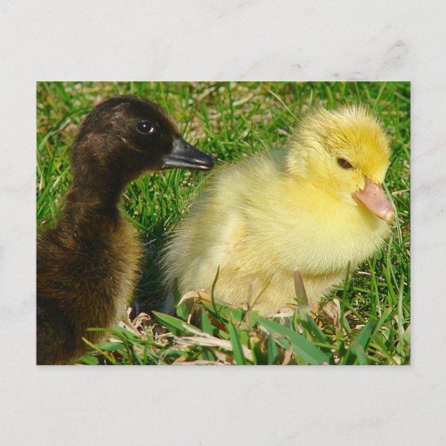 Ducklings Postcard (Front)
