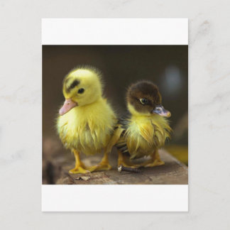 Ducklings Postcard