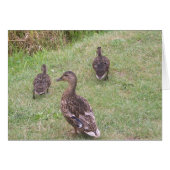 ducks (Front Horizontal)