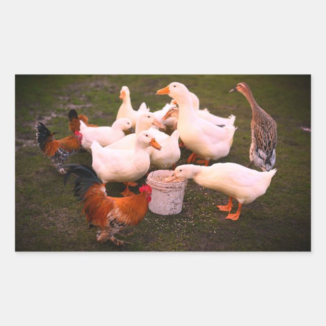 Ducks and Chickens Eating Funny Rectangular Sticker (Front)