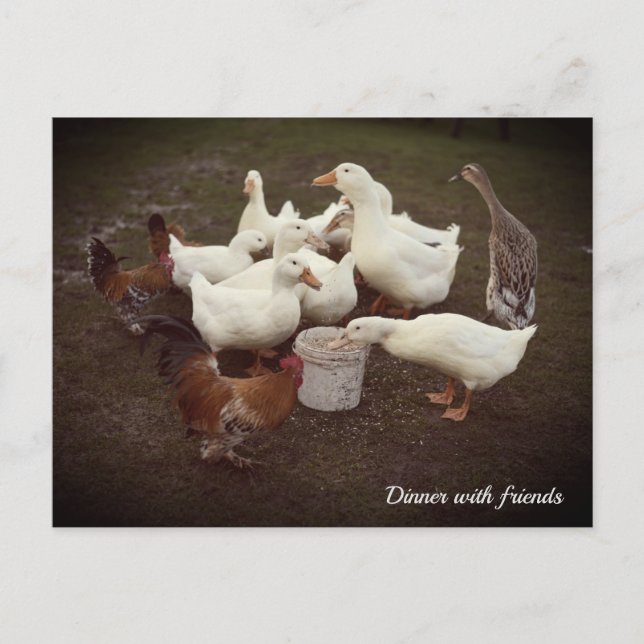 Ducks and Chickens Funny Dinner Time Postcard (Front)