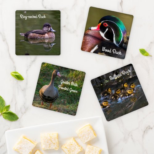 Ducks and Geese Coaster Set