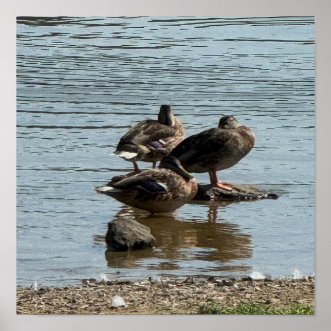 Ducks at the Creek Poster (Front)