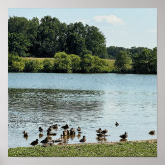 Ducks at the Creek Poster