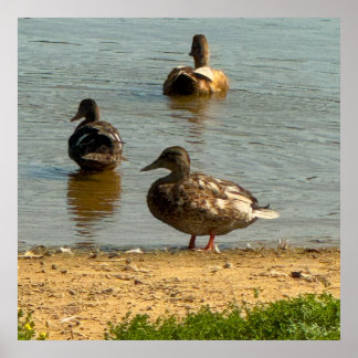 Ducks at the Creek Poster