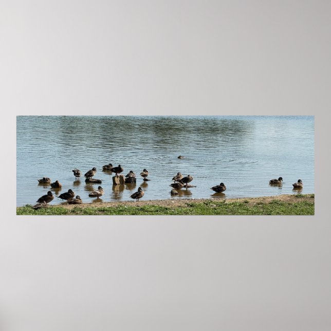 Ducks at the Creek Poster (Front)