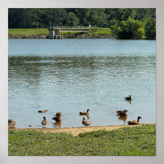 Ducks at the Creek Poster