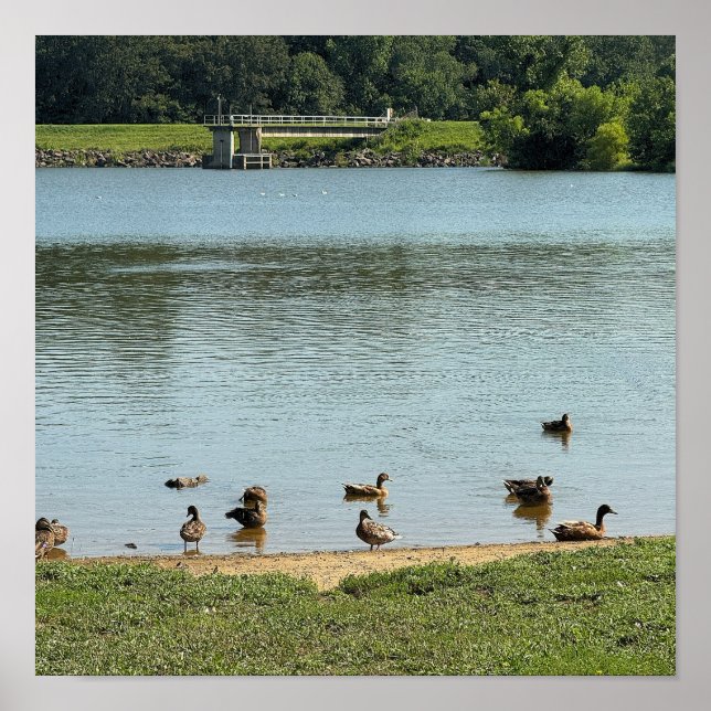 Ducks at the Creek Poster (Front)