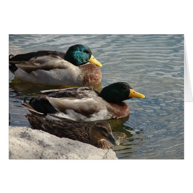Ducks at the Park Cards (Front Horizontal)