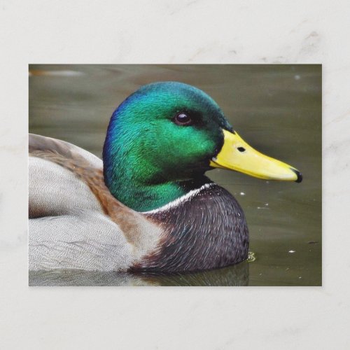 Ducks Bills Postcard