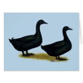 Ducks: Black Cayugas (Front Horizontal)